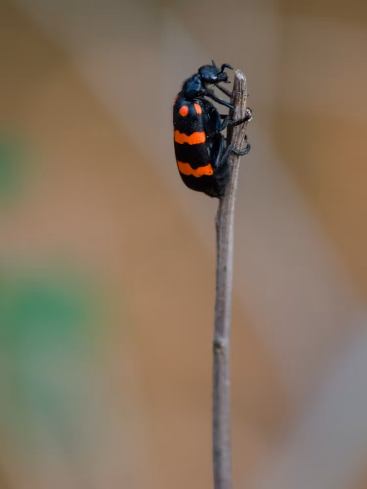 Sau ban mieu, tu than an trong loai sau 'tang cuong sinh ly'-Hinh-7