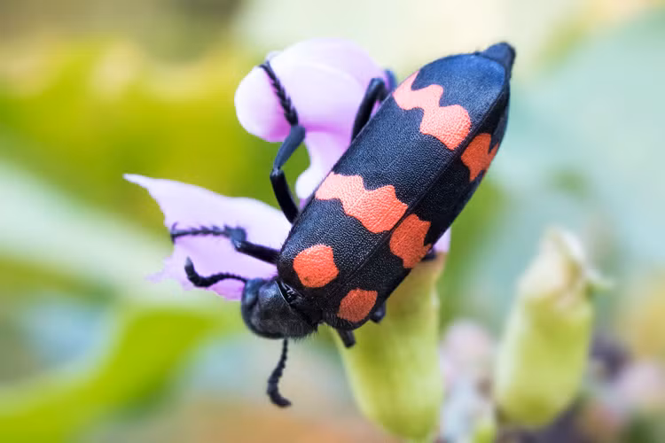 Sau ban mieu, tu than an trong loai sau 'tang cuong sinh ly'-Hinh-3