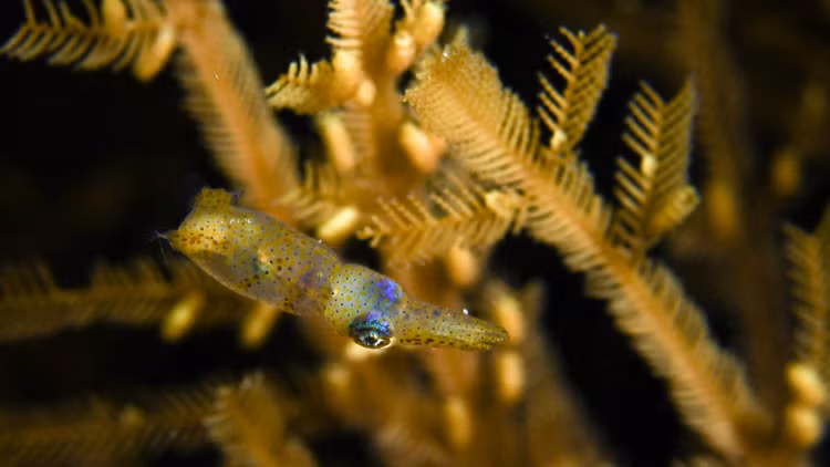 Chien thuat san moi doc dao cua loai muc lun sieu ti hon-Hinh-5