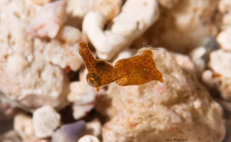 Chien thuat san moi doc dao cua loai muc lun sieu ti hon-Hinh-10