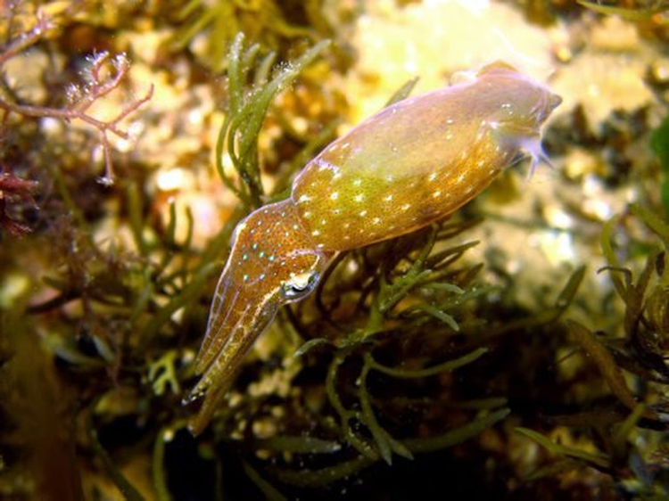 Chien thuat san moi doc dao cua loai muc lun sieu ti hon-Hinh-8