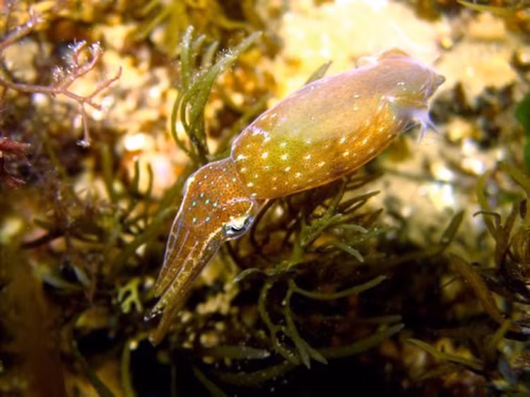 Chien thuat san moi doc dao cua loai muc lun sieu ti hon-Hinh-8