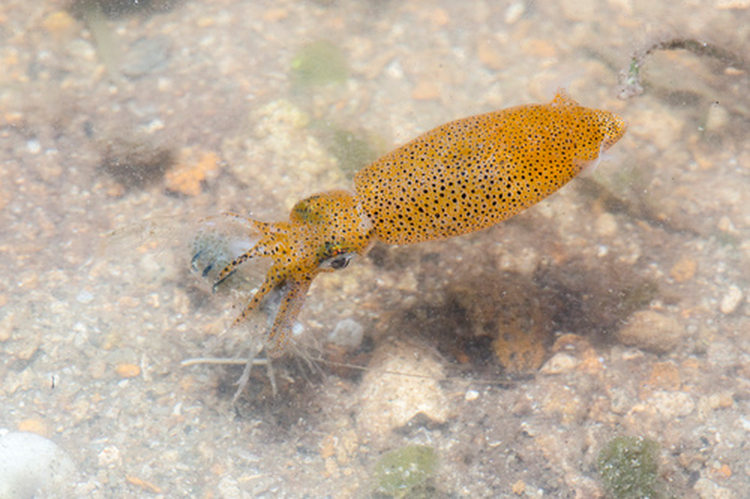 Chien thuat san moi doc dao cua loai muc lun sieu ti hon-Hinh-9