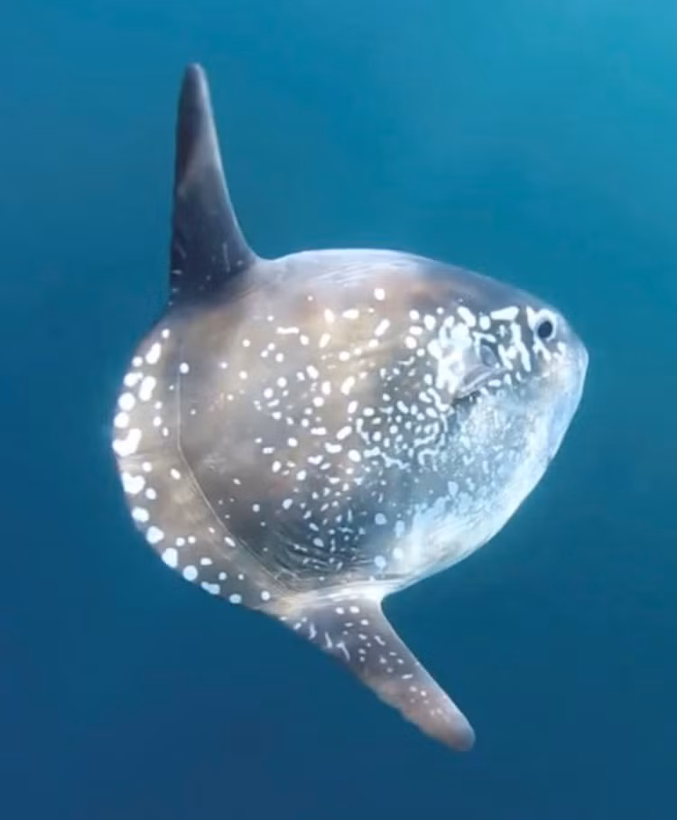 7 sinh vat bien cuc quai di khong the tin la co that-Hinh-3