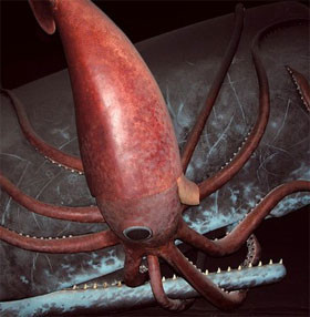 7 sinh vat bien cuc quai di khong the tin la co that-Hinh-9