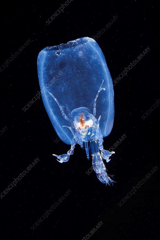 7 sinh vat bien cuc quai di khong the tin la co that-Hinh-4