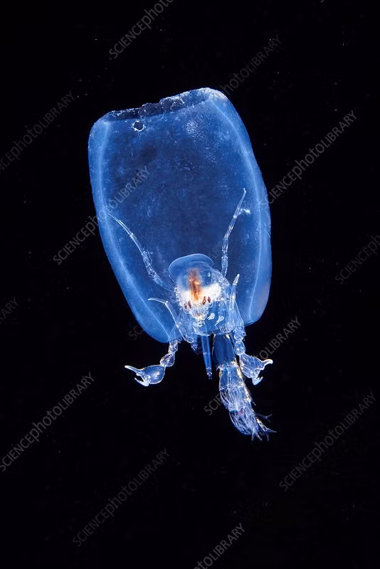 7 sinh vat bien cuc quai di khong the tin la co that-Hinh-4