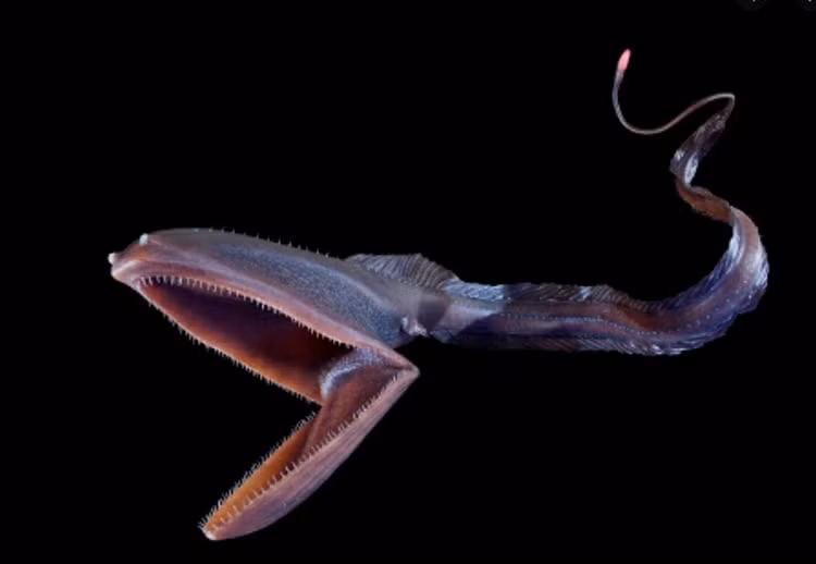 7 sinh vat bien cuc quai di khong the tin la co that-Hinh-7