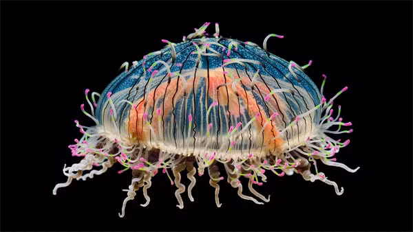 7 sinh vat bien cuc quai di khong the tin la co that-Hinh-6