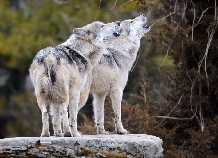 Vì sao loài sói thường hú vào Mặt trăng? - Hình 3 Vi sao loai soi thuong hu vao Mat trang?-Hinh-3