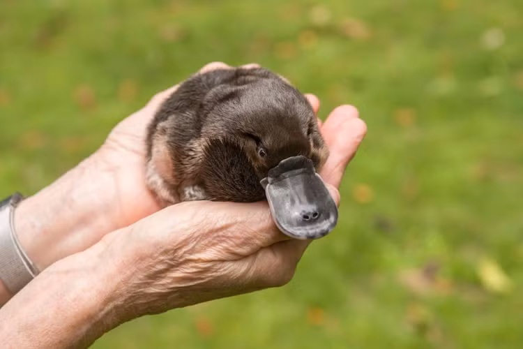 10 loai dong vat nguy hiem nhat hanh tinh, so huu noc doc chet choc-Hinh-11