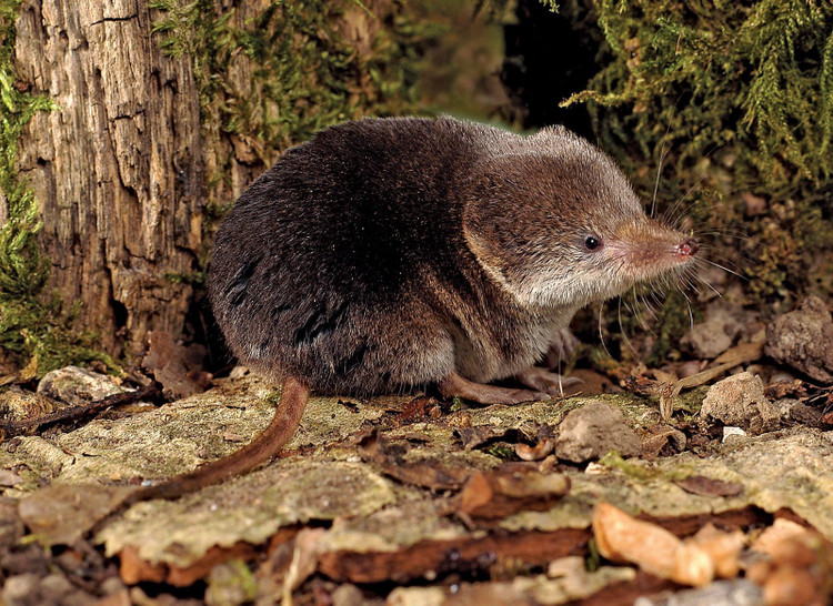 10 loai dong vat nguy hiem nhat hanh tinh, so huu noc doc chet choc-Hinh-15