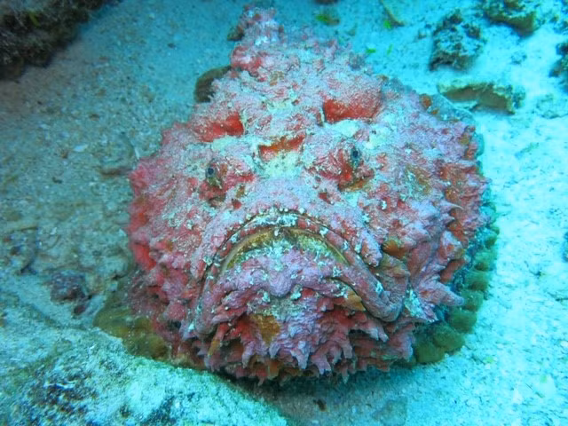 10 loai dong vat nguy hiem nhat hanh tinh, so huu noc doc chet choc-Hinh-9