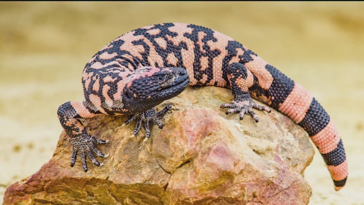 10 loai dong vat nguy hiem nhat hanh tinh, so huu noc doc chet choc-Hinh-2