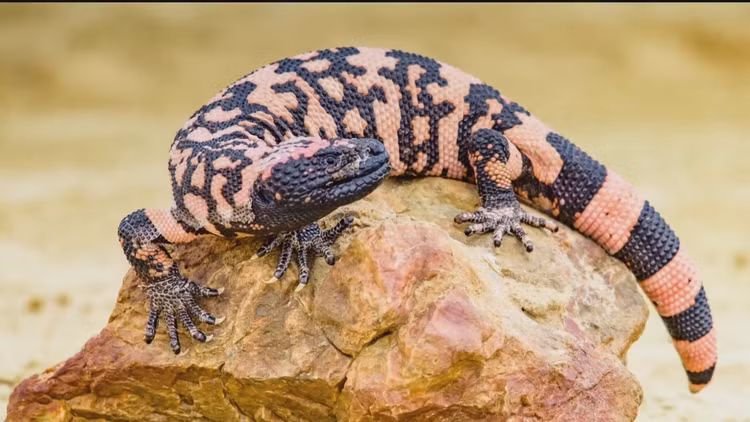 10 loai dong vat nguy hiem nhat hanh tinh, so huu noc doc chet choc-Hinh-2