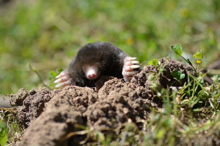 10 loai dong vat nguy hiem nhat hanh tinh, so huu noc doc chet choc-Hinh-16