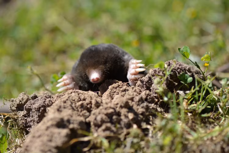 10 loai dong vat nguy hiem nhat hanh tinh, so huu noc doc chet choc-Hinh-16