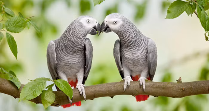 Chân dung 9 loài động vật thông minh bậc nhất hành tinh - Hình 10 Chan dung 9 loai dong vat thong minh bac nhat hanh tinh-Hinh-10