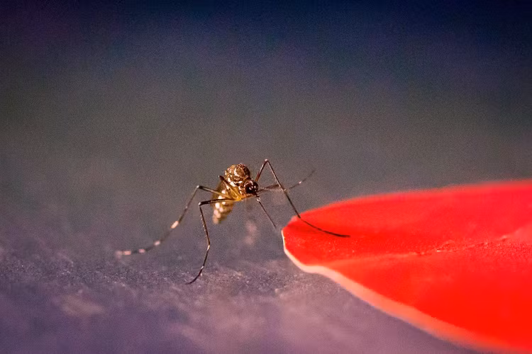 Chính cách tiếp cận này khiến việc tránh muỗi đốt trở nên rất khó khăn, với các nhà nghiên cứu thừa nhận rằng con người không thể làm gì nhiều để xua đuổi muỗi.Ảnh:GeekWire