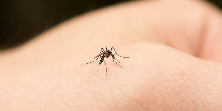 Phân tích về cách muỗi phản ứng trong ba thí nghiệm đã dẫn các nhà nghiên cứu đến việc tạo ra mô hình &quot;ba mối đe dọa&quot; về cách muỗi tìm vật chủ của chúng. Từ khoảng cách 10 đến 50 mét, muỗi sử dụng khứu giác để phát hiện luồng CO2. Đây là lý do ban đầu thu hút chúng đến gần con người và các loài động vật khác. Trong phạm vi từ 5 đến 15 mét, muỗi sử dụng mắt của mình, tiến lại gần chúng ta thông qua các tín hiệu thị giác. Cuối cùng, khi chúng còn cách vật chủ trong vòng 1 mét, chúng phát hiện ra các tín hiệu nhiệt để tiến gần hơn đến mục tiêu của mình.Ảnh:Lab Manager