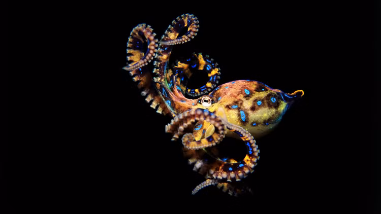 5 sinh vật biển nguy hiểm nhất hành tinh: Số 1 sát thủ vô hình - Hình 8 5 sinh vat bien nguy hiem nhat hanh tinh: So 1 sat thu vo hinh-Hinh-8