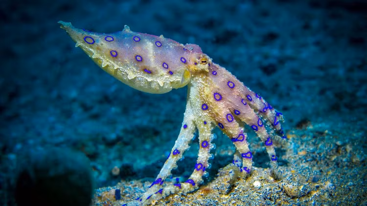 5 sinh vật biển nguy hiểm nhất hành tinh: Số 1 sát thủ vô hình - Hình 7 5 sinh vat bien nguy hiem nhat hanh tinh: So 1 sat thu vo hinh-Hinh-7