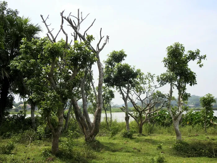 Nhìn cận cảnh thấy thật xót xa khi chỉ vài năm gần đây có hơn 50 cây chết, đổ gãy, lụi tàn. Ảnh: Tuấn Trung