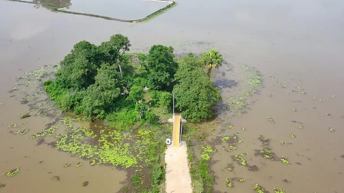 Muốn vào gò để xem quần thể lộc vừng, mọi người phải đi qua con đường bê tông nhỏ chạy cắt ngang cánh đồng. Ảnh: Tuấn Trung