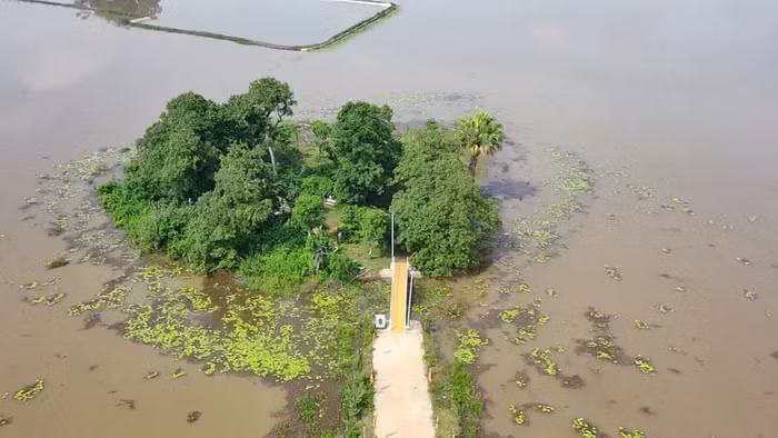 Muốn vào gò để xem quần thể lộc vừng, mọi người phải đi qua con đường bê tông nhỏ chạy cắt ngang cánh đồng. Ảnh: Tuấn Trung Muốn vào gò để xem quần thể lộc vừng, mọi người phải đi qua con đường bê tông nhỏ chạy cắt ngang cánh đồng. Ảnh: Tuấn Trung