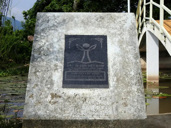 Năm 2013, quần thể lộc vừng được công nhận Cây di sản Việt Nam. Ảnh: Tuấn Trung