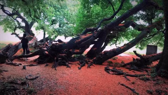 Đến mùa, hoa rụng đỏ cả mặt đất tạo nên cảnh đẹp hớp hồn, nhiều người đến chiêm ngưỡng, "check in". Ảnh tư liệu Đến mùa, hoa rụng đỏ cả mặt đất tạo nên cảnh đẹp hớp hồn, nhiều người đến chiêm ngưỡng, "check in". Ảnh tư liệu