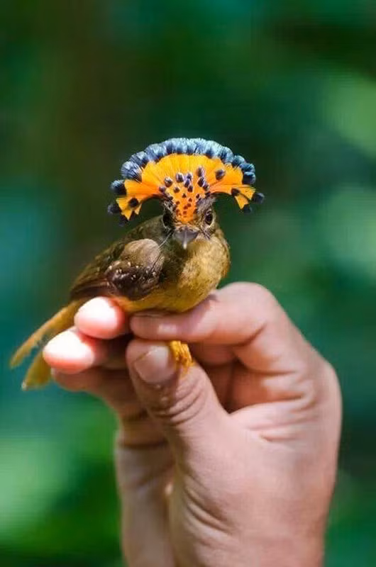 Ngo ngang 10 dong vat ky la nhat hanh tinh, co loai o Viet Nam-Hinh-12