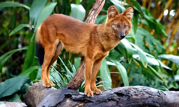 Ngo ngang 10 dong vat ky la nhat hanh tinh, co loai o Viet Nam-Hinh-6