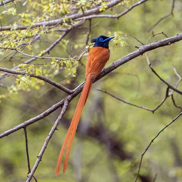 Loai chim thien duong tuyet sac, cao thu to tinh bang tieng hot-Hinh-3
