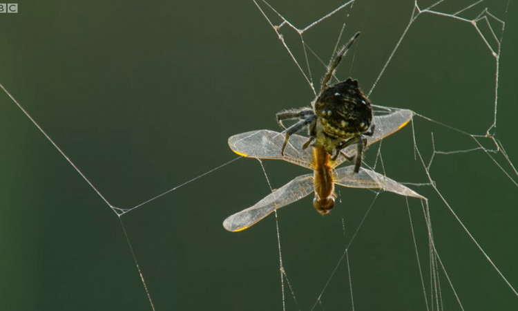 Siêu nhện bắn tơ dài ngang cây cầu, dai gấp 10 lần áo chống đạn - Hình 11 Sieu nhen ban to dai ngang cay cau, dai gap 10 lan ao chong dan-Hinh-11