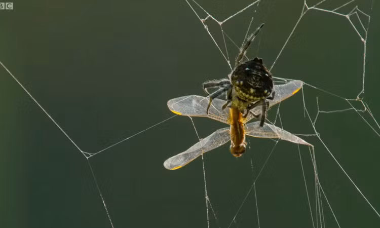 Sieu nhen ban to dai ngang cay cau, dai gap 10 lan ao chong dan-Hinh-11