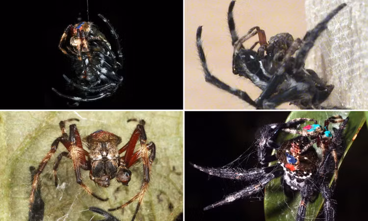 Sieu nhen ban to dai ngang cay cau, dai gap 10 lan ao chong dan-Hinh-6