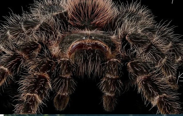 Siêu nhện bắn tơ dài ngang cây cầu, dai gấp 10 lần áo chống đạn - Hình 10 Sieu nhen ban to dai ngang cay cau, dai gap 10 lan ao chong dan-Hinh-10