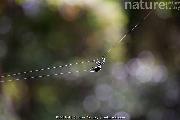 Siêu nhện bắn tơ dài ngang cây cầu, dai gấp 10 lần áo chống đạn - Hình 8 Sieu nhen ban to dai ngang cay cau, dai gap 10 lan ao chong dan-Hinh-8