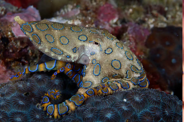 Hai hung loai bach tuoc co chat doc vo phuong cuu chua, kho nhan biet-Hinh-12