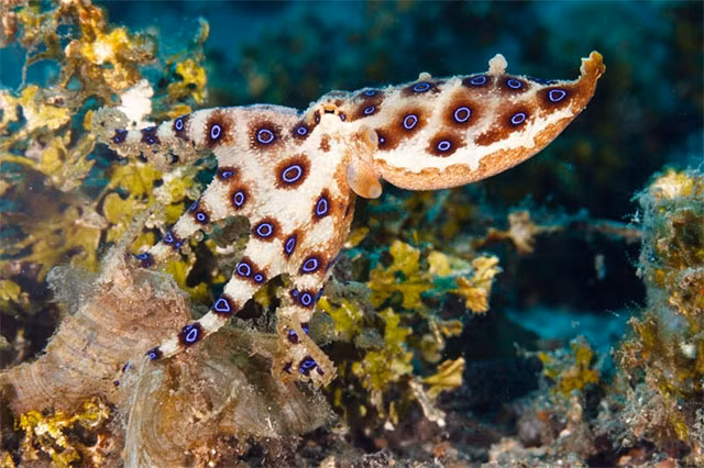 Hai hung loai bach tuoc co chat doc vo phuong cuu chua, kho nhan biet-Hinh-6