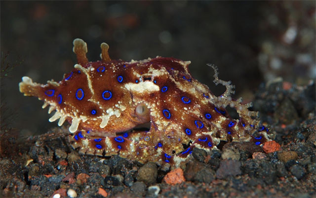 Hai hung loai bach tuoc co chat doc vo phuong cuu chua, kho nhan biet-Hinh-7