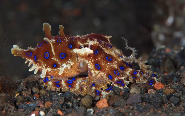 Hai hung loai bach tuoc co chat doc vo phuong cuu chua, kho nhan biet-Hinh-7