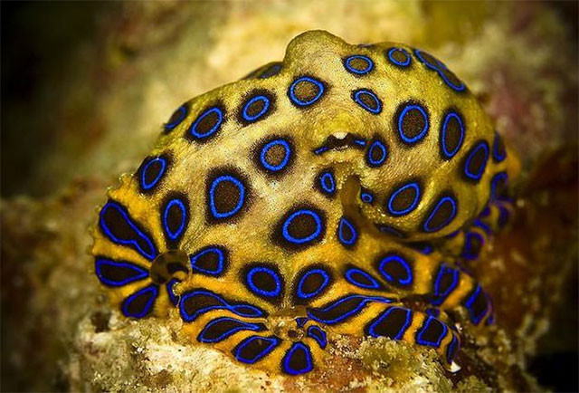 Hai hung loai bach tuoc co chat doc vo phuong cuu chua, kho nhan biet