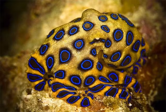 Hai hung loai bach tuoc co chat doc vo phuong cuu chua, kho nhan biet