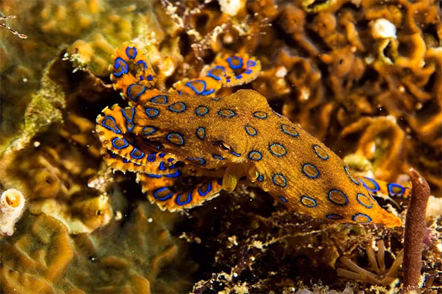 Hai hung loai bach tuoc co chat doc vo phuong cuu chua, kho nhan biet-Hinh-8