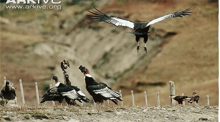 Ky la than ung bay khong can vo canh, tho nhat the gioi-Hinh-13