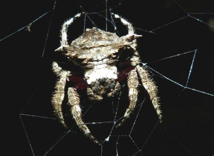 Siêu nhện bắn tơ dài ngang cây cầu, dai gấp 10 lần áo chống đạn - Hình 12 Sieu nhen ban to dai ngang cay cau, dai gap 10 lan ao chong dan-Hinh-12
