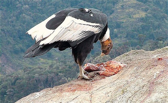 Ky la than ung bay khong can vo canh, tho nhat the gioi-Hinh-4