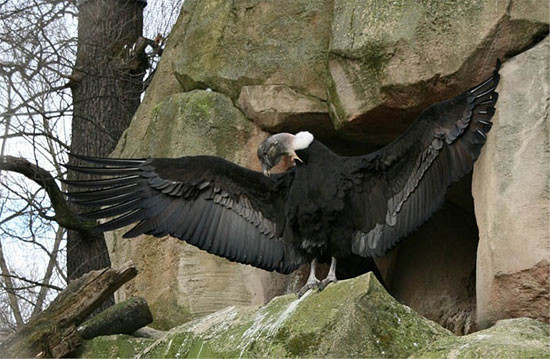 Ky la than ung bay khong can vo canh, tho nhat the gioi-Hinh-5